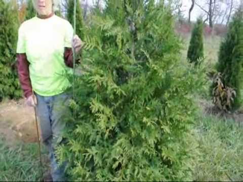 how to care arborvitae