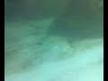 O animal é lá do aquário de Santos 