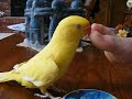 My Indian Ringneck Chico Talking