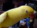 My Indian Ringneck Chico Talking
