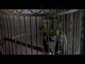 SCARY MOVIE 2 PAPPAGALLO 
