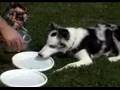 Border Collie video