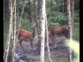 Hind is back with a fawn