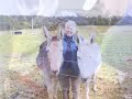 Good Samaritan Donkey Sanctuary Inc