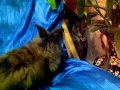 RIP - Tonga the lionhead rabbit
