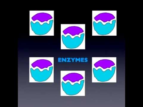 Cytoplasm In Plain English