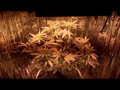 how to grow with a 150 watt hps