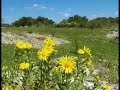 Poema sinfónico Campo FABINI V2 Poema sinfónico Campo FABINI V2