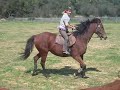 \"Gelanor\" Training Part 7 - retraining ex racehorse GREECE \"Gelanor\" Training Part 7 - retraining ex racehorse GREECE
