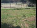 Gelanor Training Part 7 - retraining ex racehorse GREECE