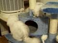 Fairy Dew Silver Persians