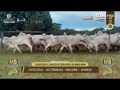 9� MEGA LEIL�O DA MB LEIL�ES