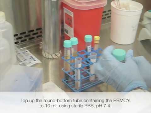 how to isolate pbmcs from blood