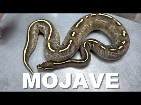 YouTube reptile video