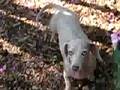 videos de The Illusive Squirrel (Dachshund Fun)