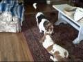 Basset Sumo