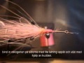 flugor