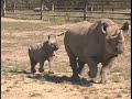 Rhinoceros Breeding Program Rhinoceros Breeding Program