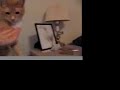 Tortilla Chips Kitty Treats