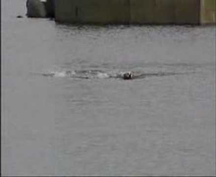 Labrador and Dolphin swim together