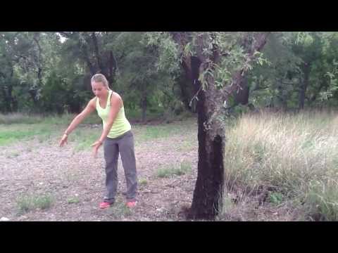how to replant a mesquite tree