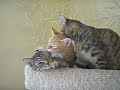 Three Kitten Lick-fest