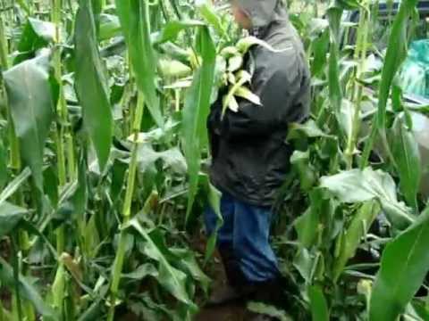 how to harvest corn by hand