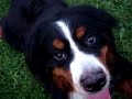 Popcorn gets kisses and slobber