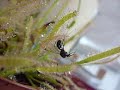 drosera capensis in azione