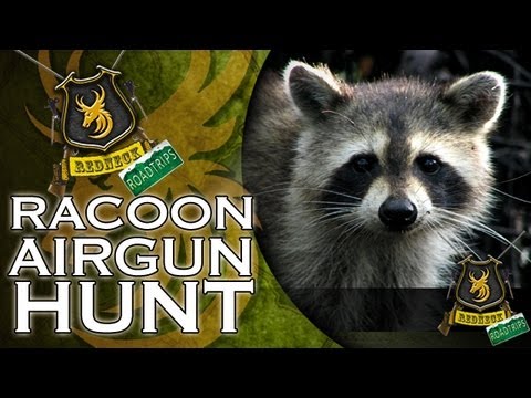 Airgun - Team Wild's Redneck Road Trip: Day 19. Racoons are wily creatures of the night, tearing into Terry Tate's deer feeders and emptying them of corn, ripping up ...