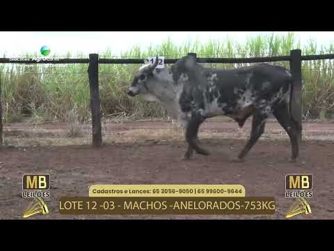 515� LEIL�O VIRTUAL MB LEIL�ES