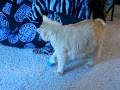 Kittie Pranks