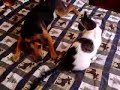 dog-gets-his.html