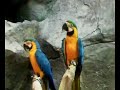 burung kakak tua burung kakak tua
