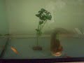 big brown bull head catfish eats live gold fish