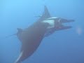 friendly giant mantas daniel   terry  wait for diver to play