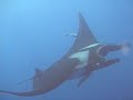 Friendly giant mantas Daniel & Terry  wait for diver to play