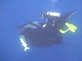 friendly giant mantas daniel   terry  wait for diver to play