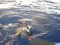 North Shore Sharks2