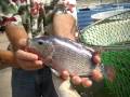 Growstones in Aquaculture