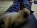 My kitten Arsinoë falling asleep...