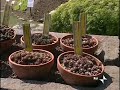 Cacciatori di Piante - I Parte