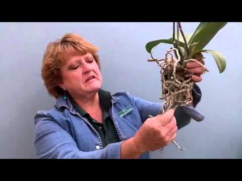 how to replant a phalaenopsis orchid