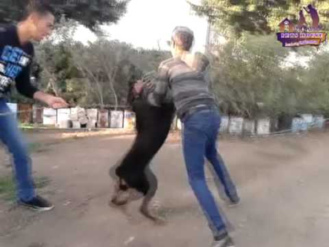 مزرعة كلاب فينوس فارم