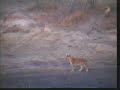 lionesses try for a buffalo dinner