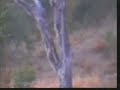 Lionesses Try For A Buffalo Dinner