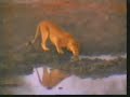 lionesses try for a buffalo dinner