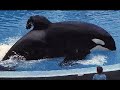 Free willy you're will be in my heart