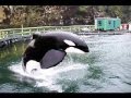 Free willy you're will be in my heart