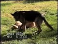German Shepherd\
